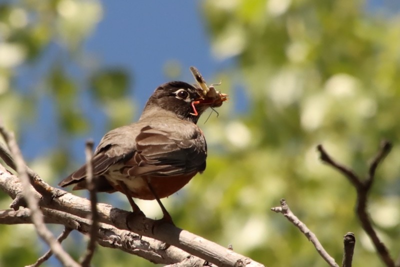 American Robin - ML618335211