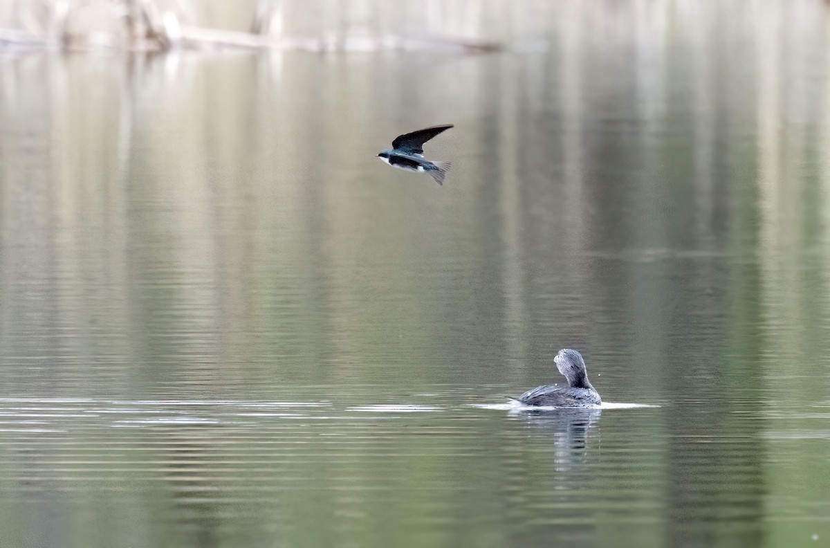 Pied-billed Grebe - Suzanne Labbé