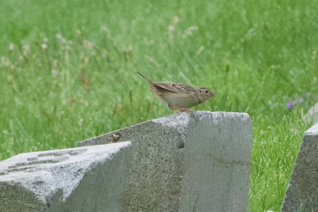 Grasshopper Sparrow - ML618335281