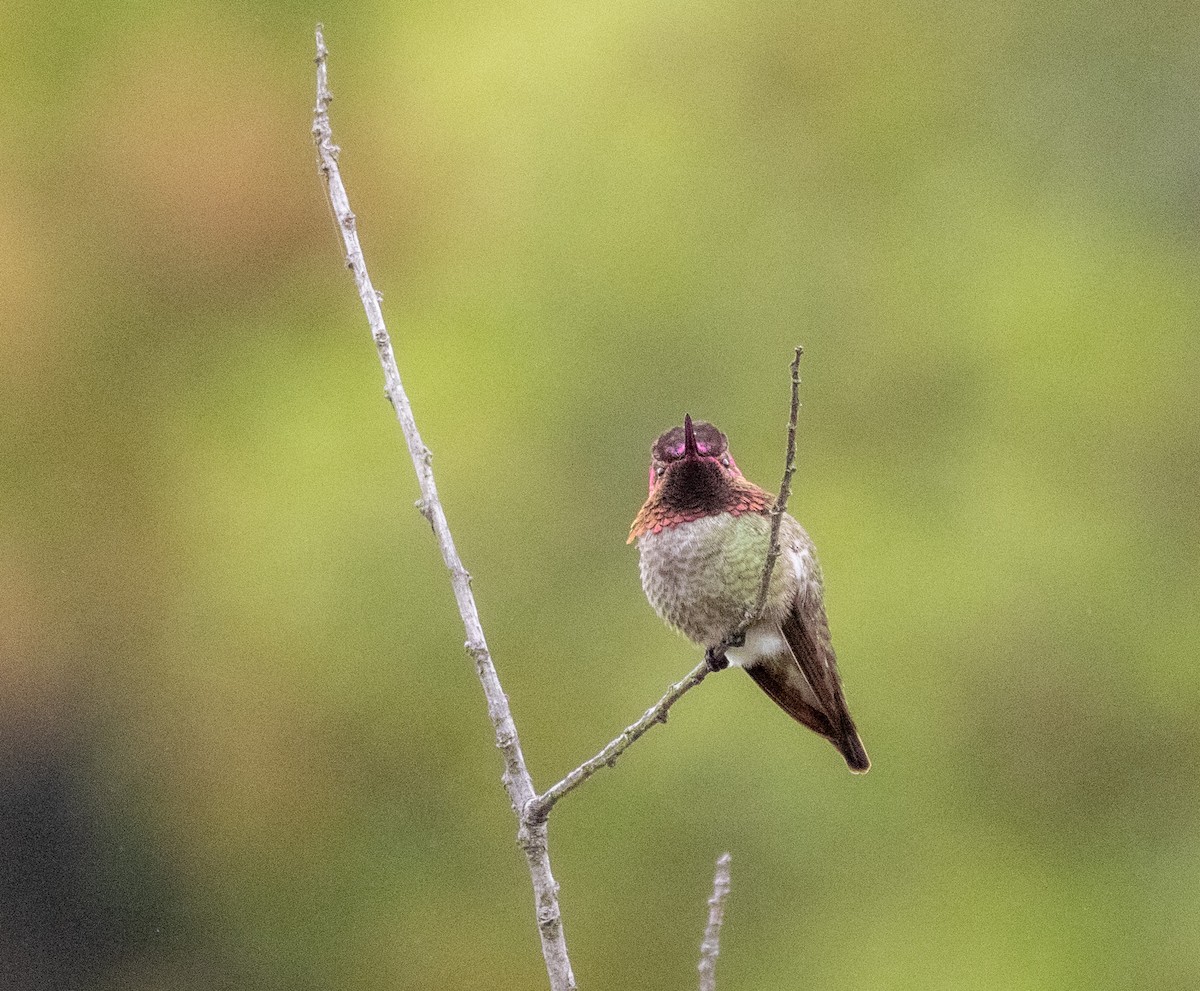 Anna's Hummingbird - Rich White