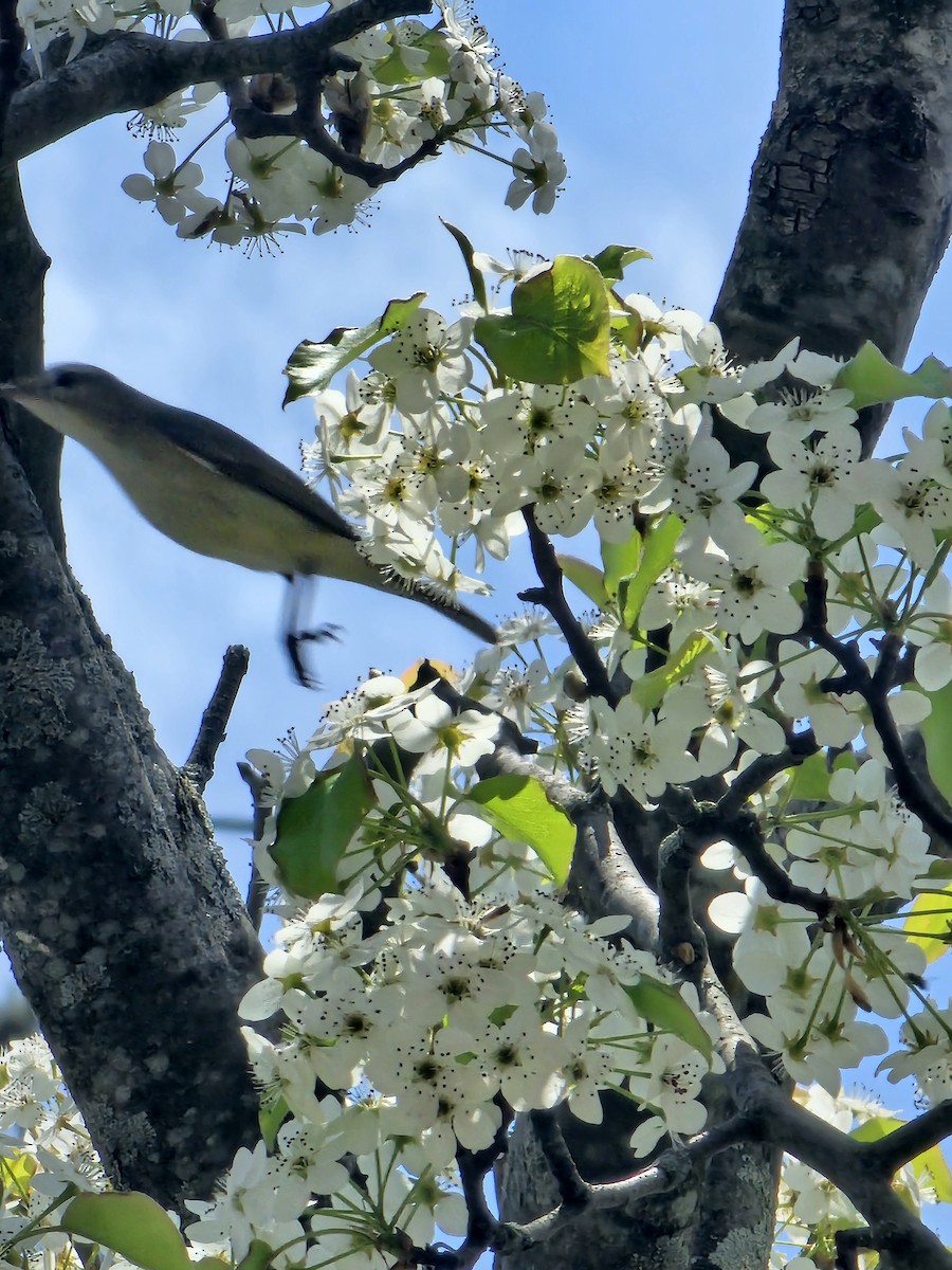 Warbling Vireo - Jacob Rhodes