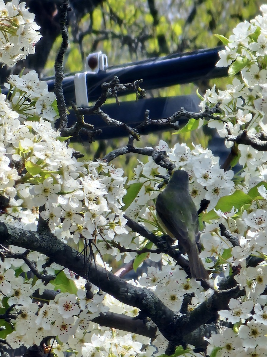 Ötücü Vireo - ML618335333