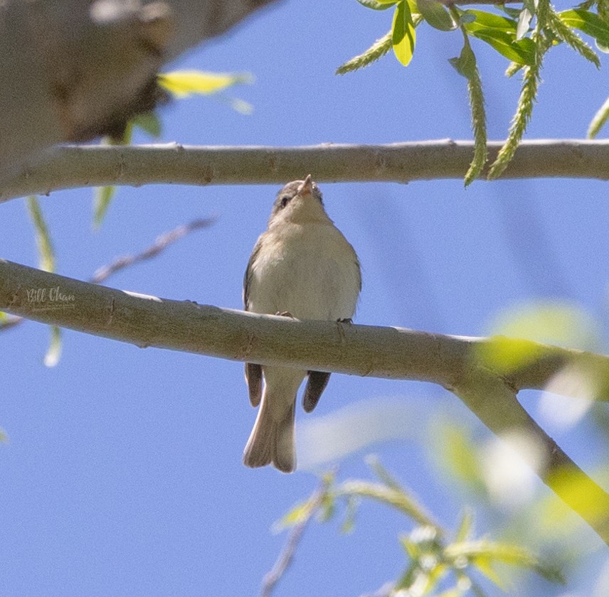 Warbling Vireo - Bill Chan