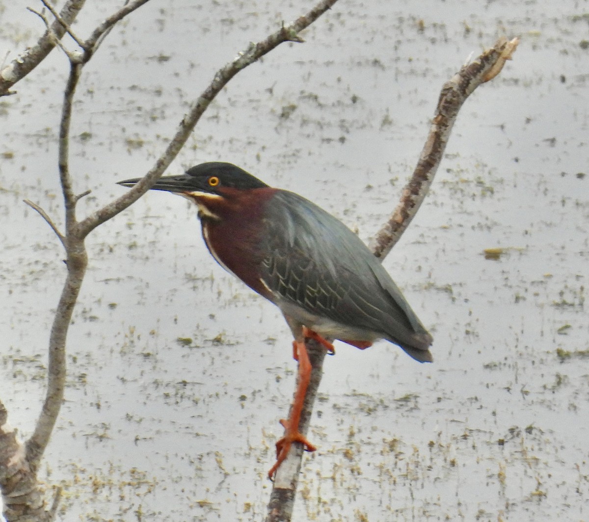 Green Heron - Van Remsen