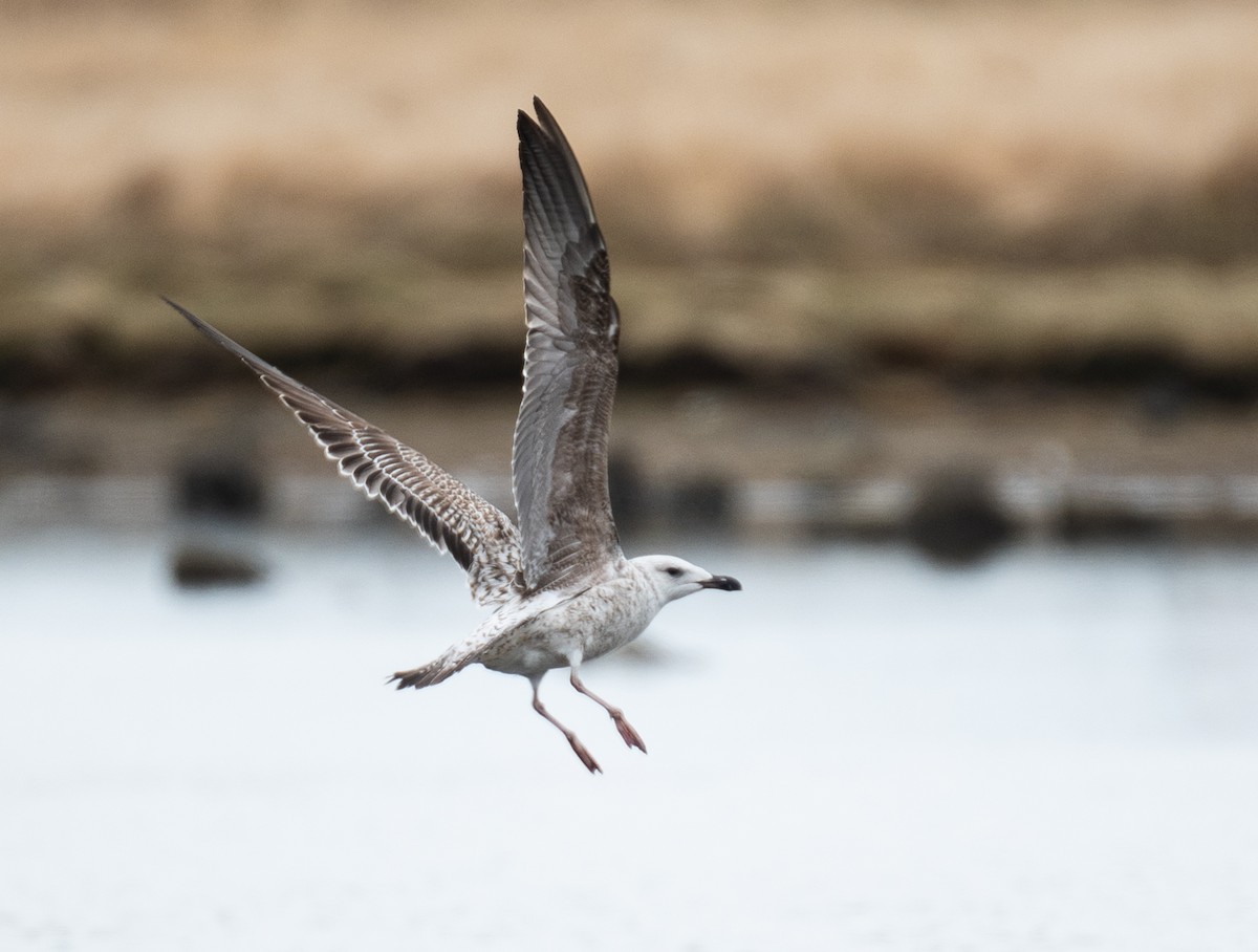 Larus sp. - ML618335373