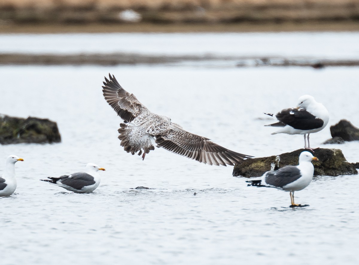 Larus sp. - ML618335374