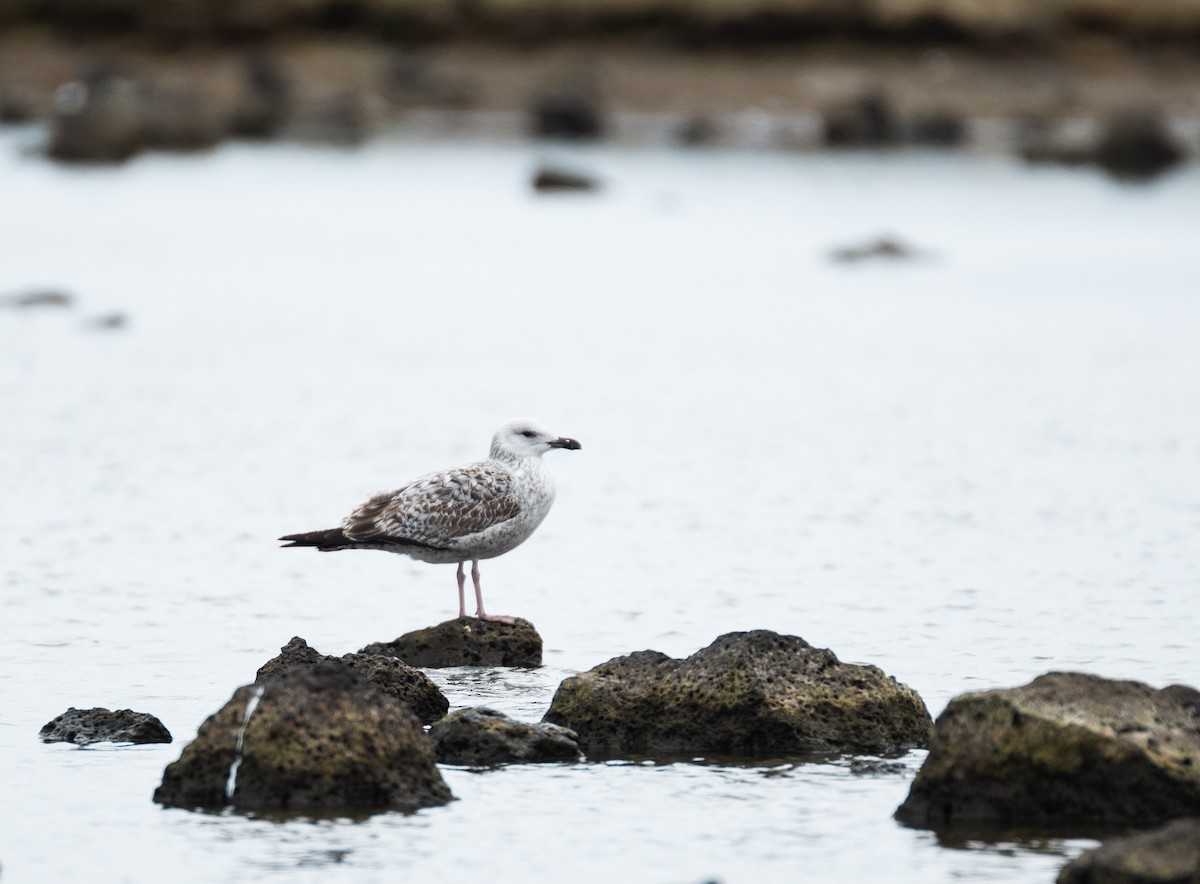 tanımsız Larus sp. - ML618335375