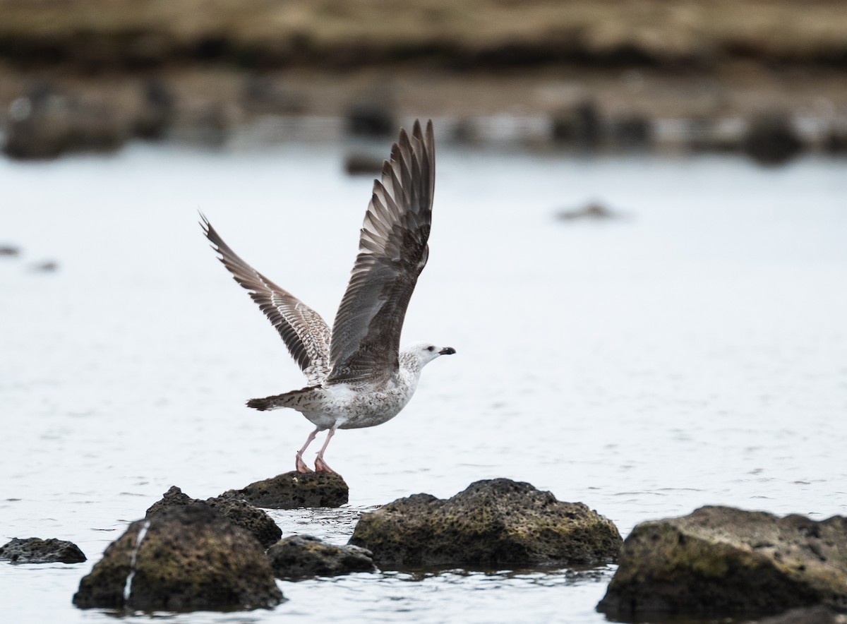 Larus sp. - ML618335376