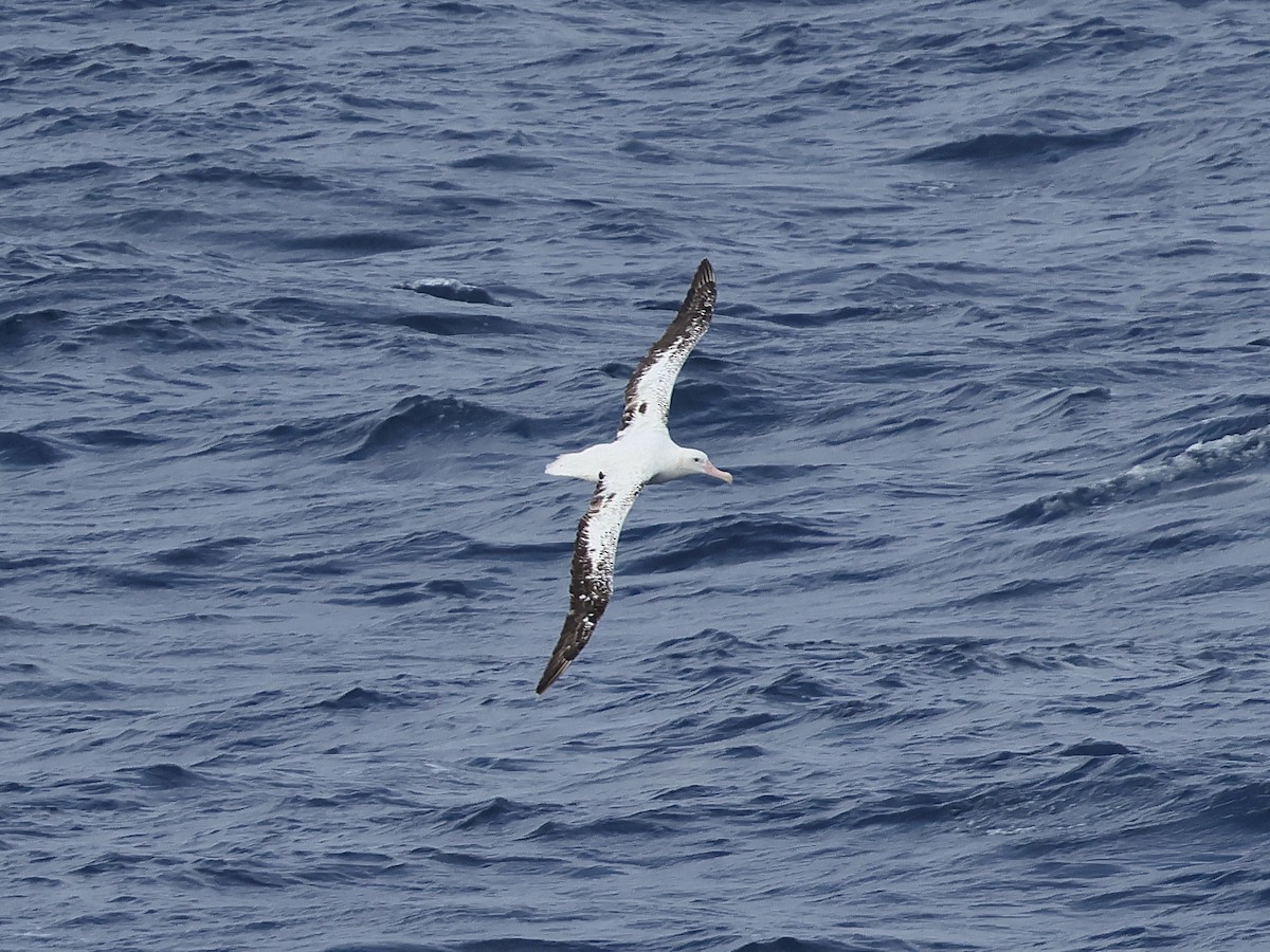 Wander-/Tristan-/Antipodenalbatros - ML618335446