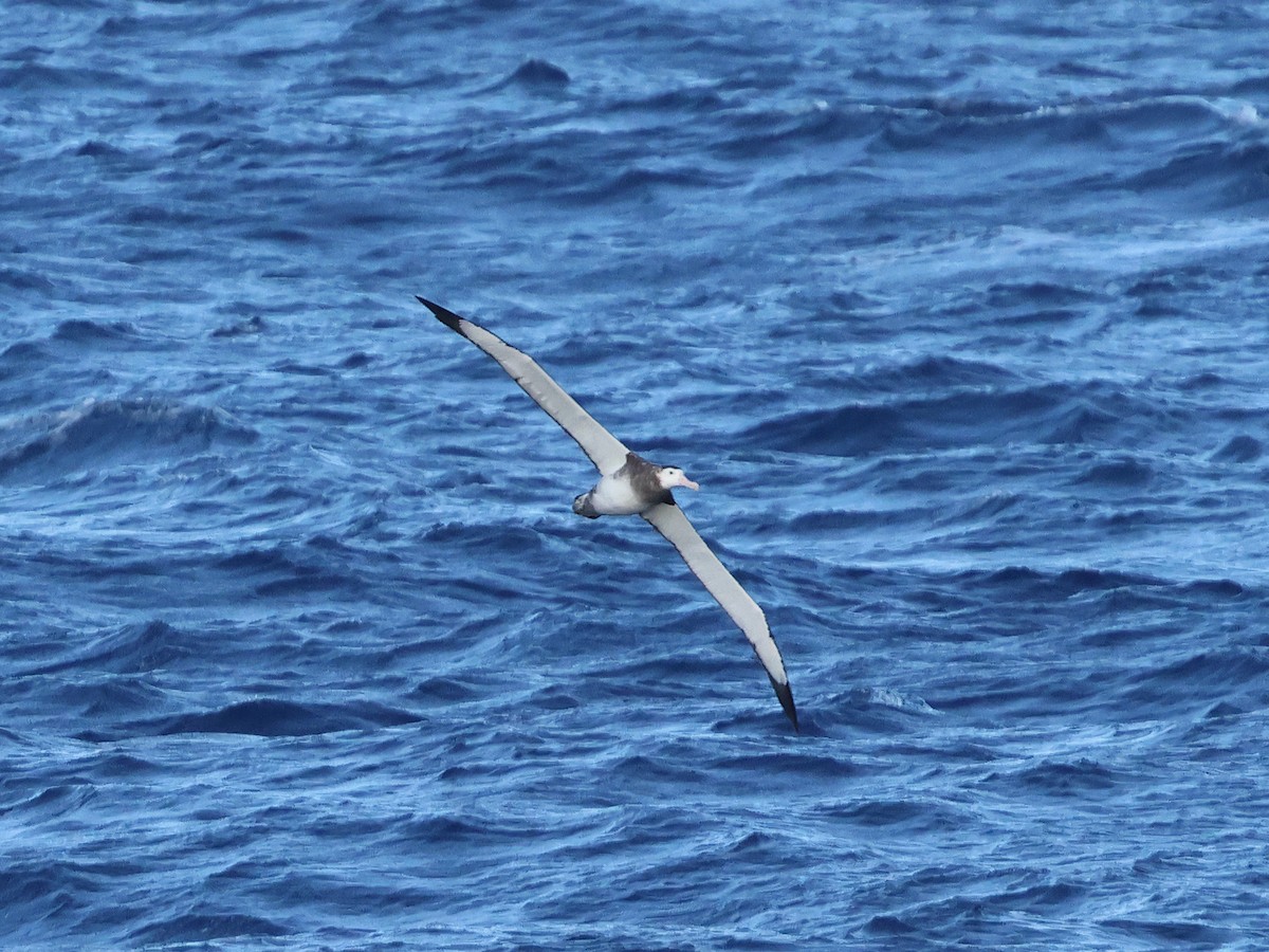 Albatros de las Antípodas - ML618335457