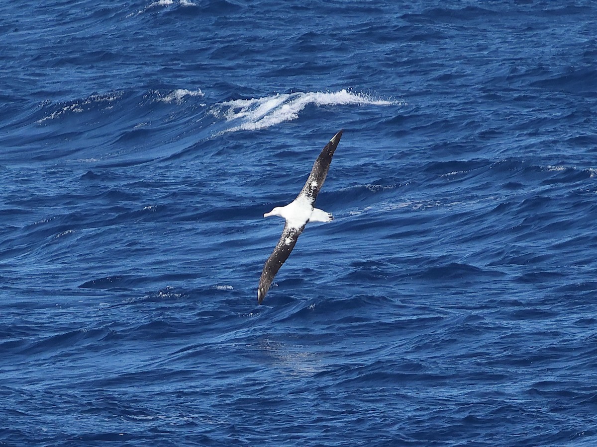 Albatros de las Antípodas (gibsoni) - ML618335463