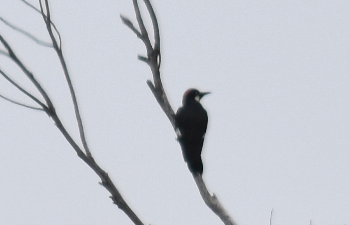 Acorn Woodpecker - ML618335473