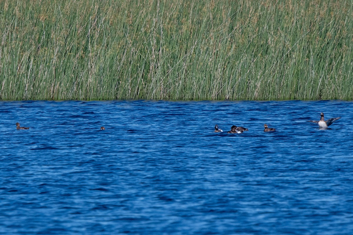 Lesser Scaup - ML618335506