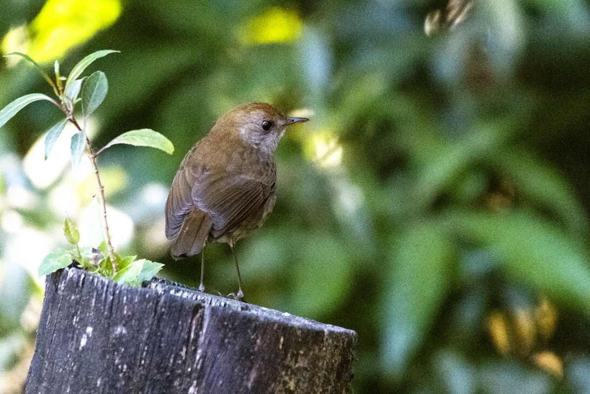 Grive à calotte rousse - ML618335535