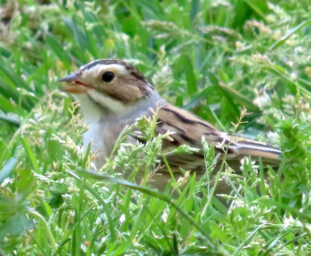 Clay-colored Sparrow - ML618335558