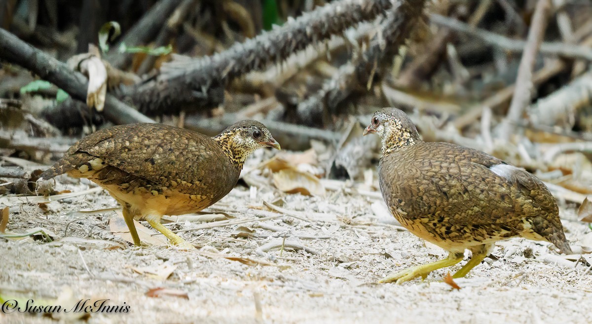 Scaly-breasted Partridge (Green-legged) - ML618335581