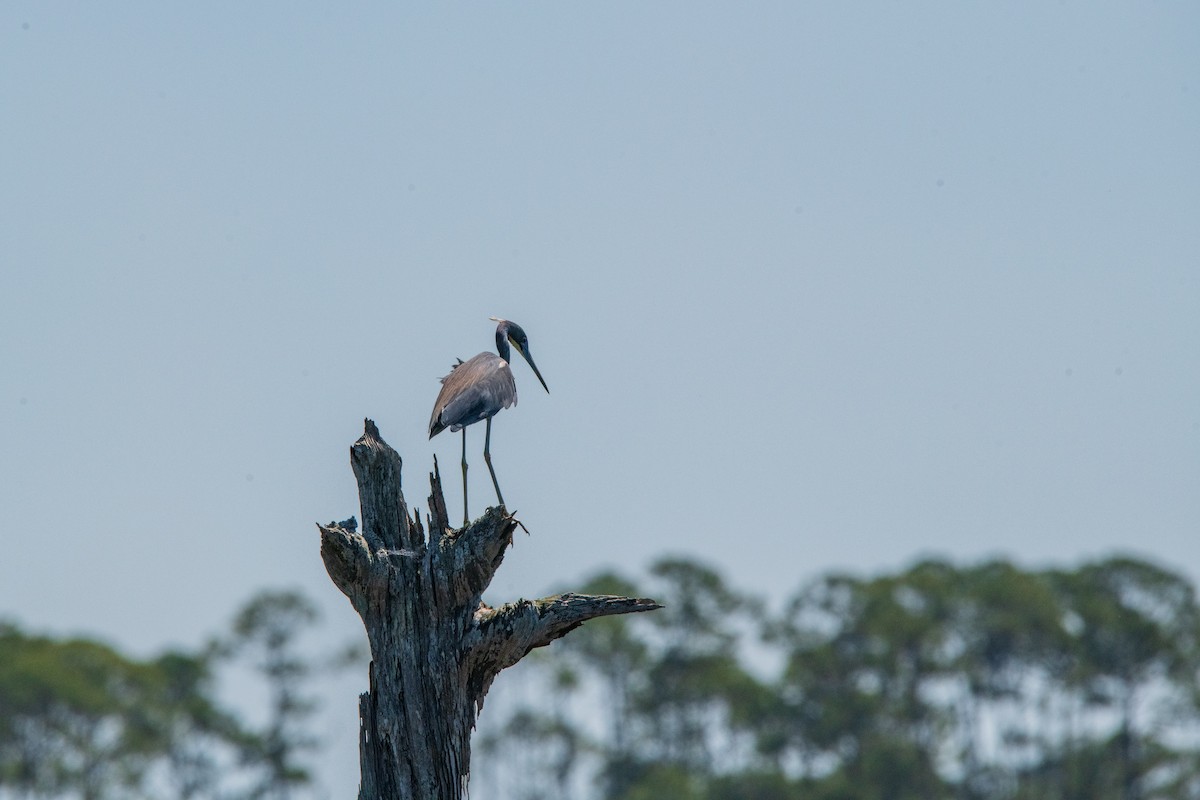 Tricolored Heron - ML618335590