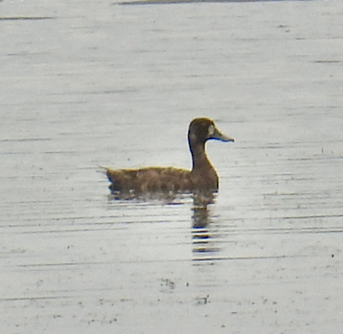 Greater Scaup - Van Remsen