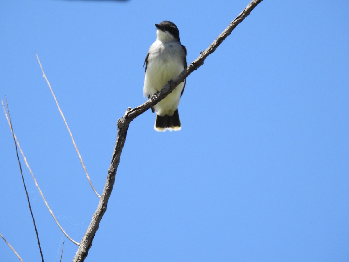 Eastern Kingbird - ML618335618