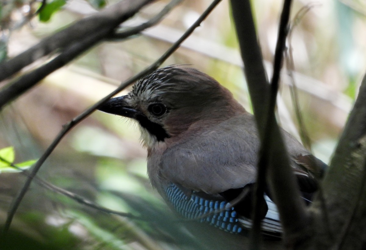 Eurasian Jay - ML618335626