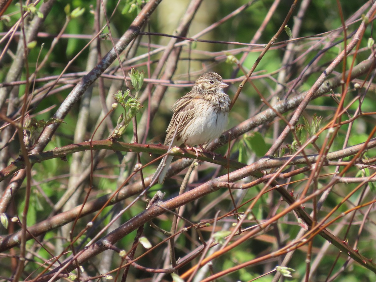 Vesper Sparrow - Cordia Sammeth