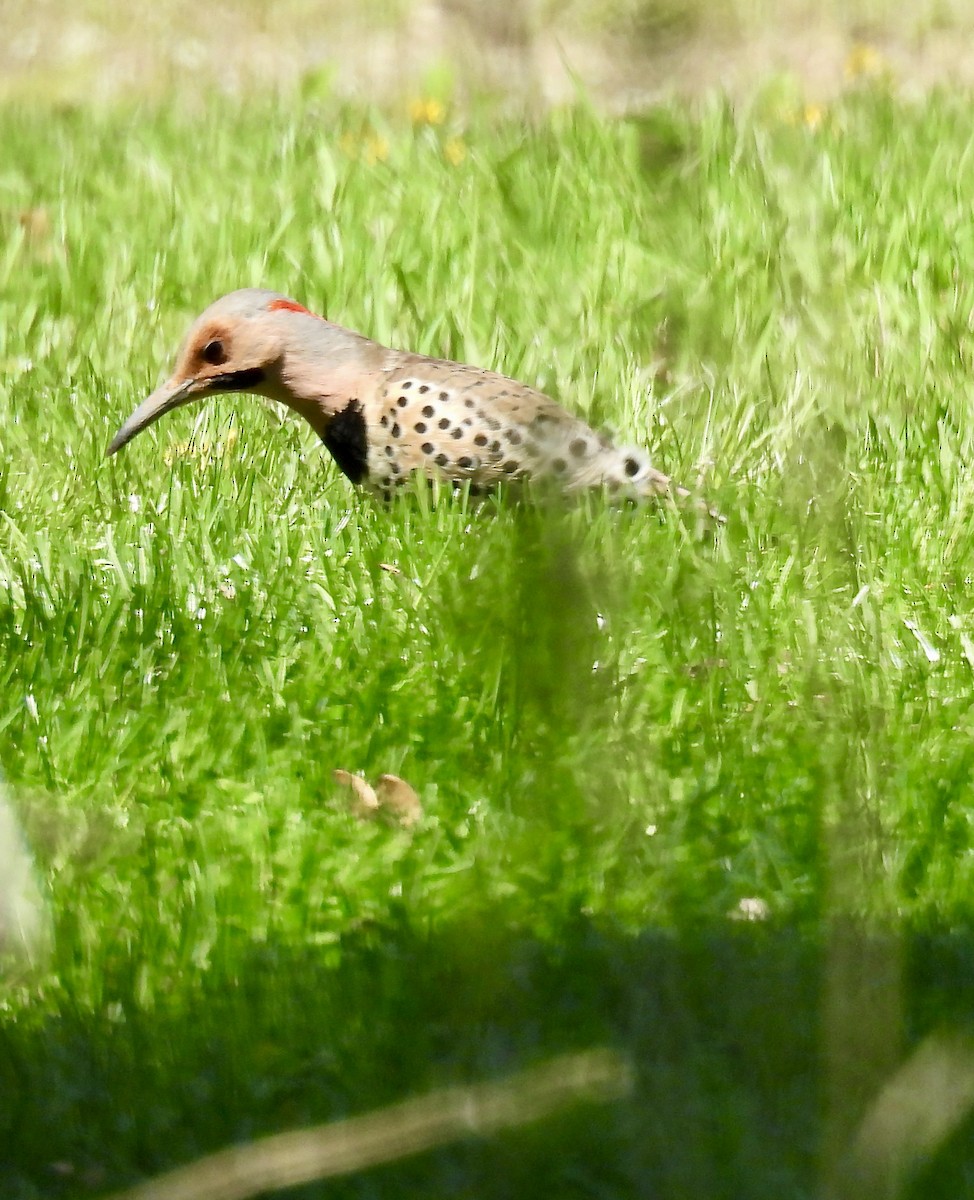 Northern Flicker - ML618335639