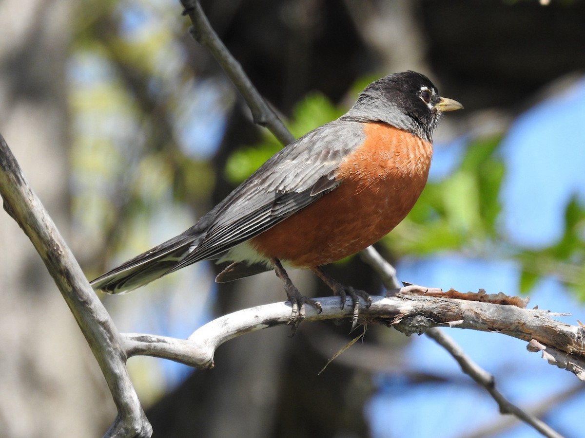 American Robin - ML618335659