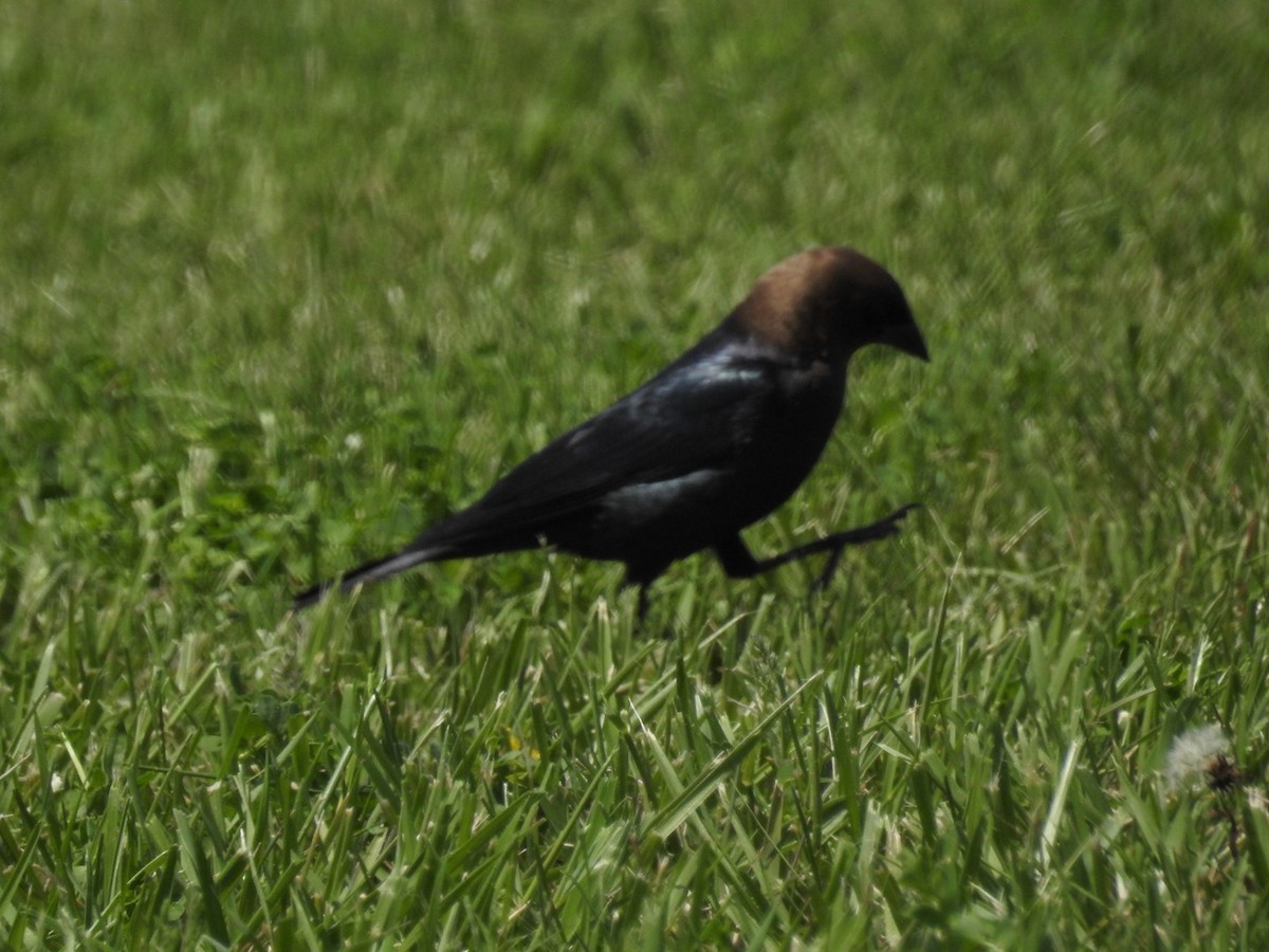 Brown-headed Cowbird - ML618335681