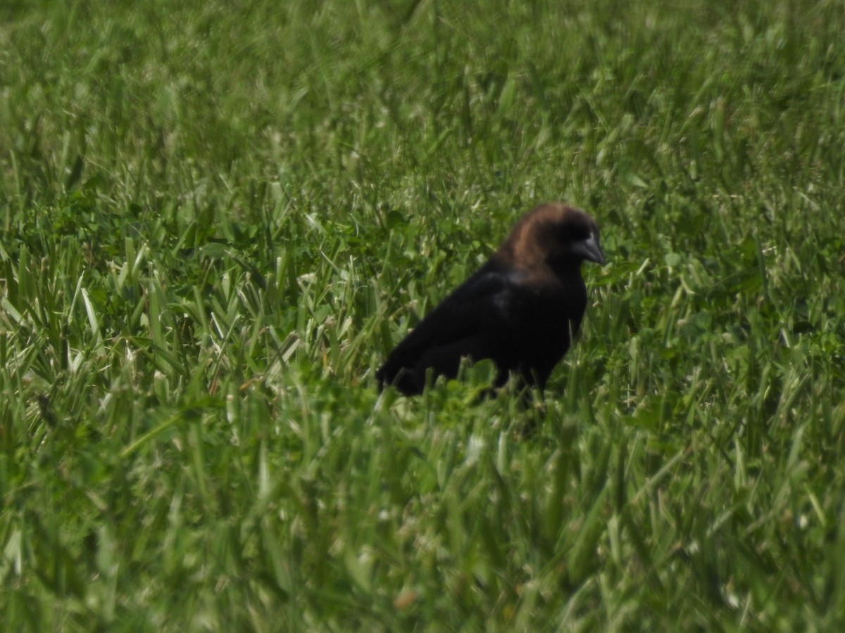 Brown-headed Cowbird - ML618335682