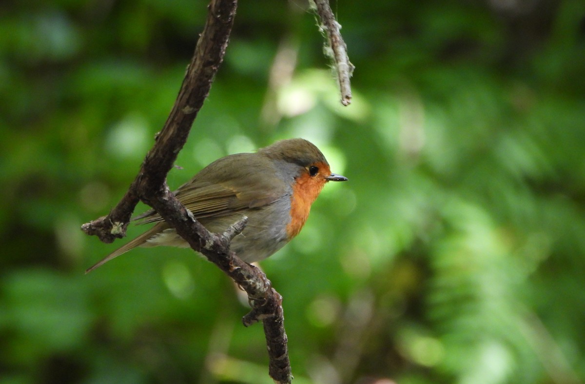 European Robin - ML618335683