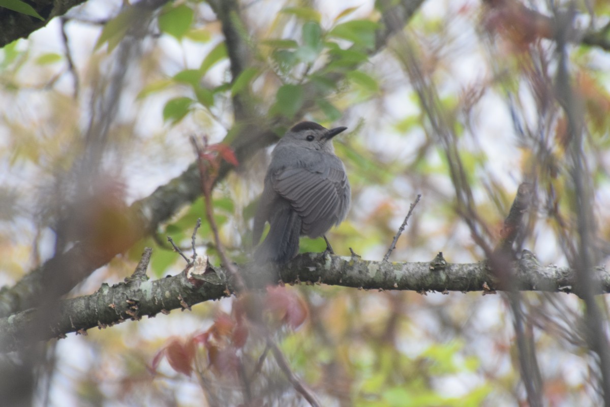 Pájaro Gato Gris - ML618335709