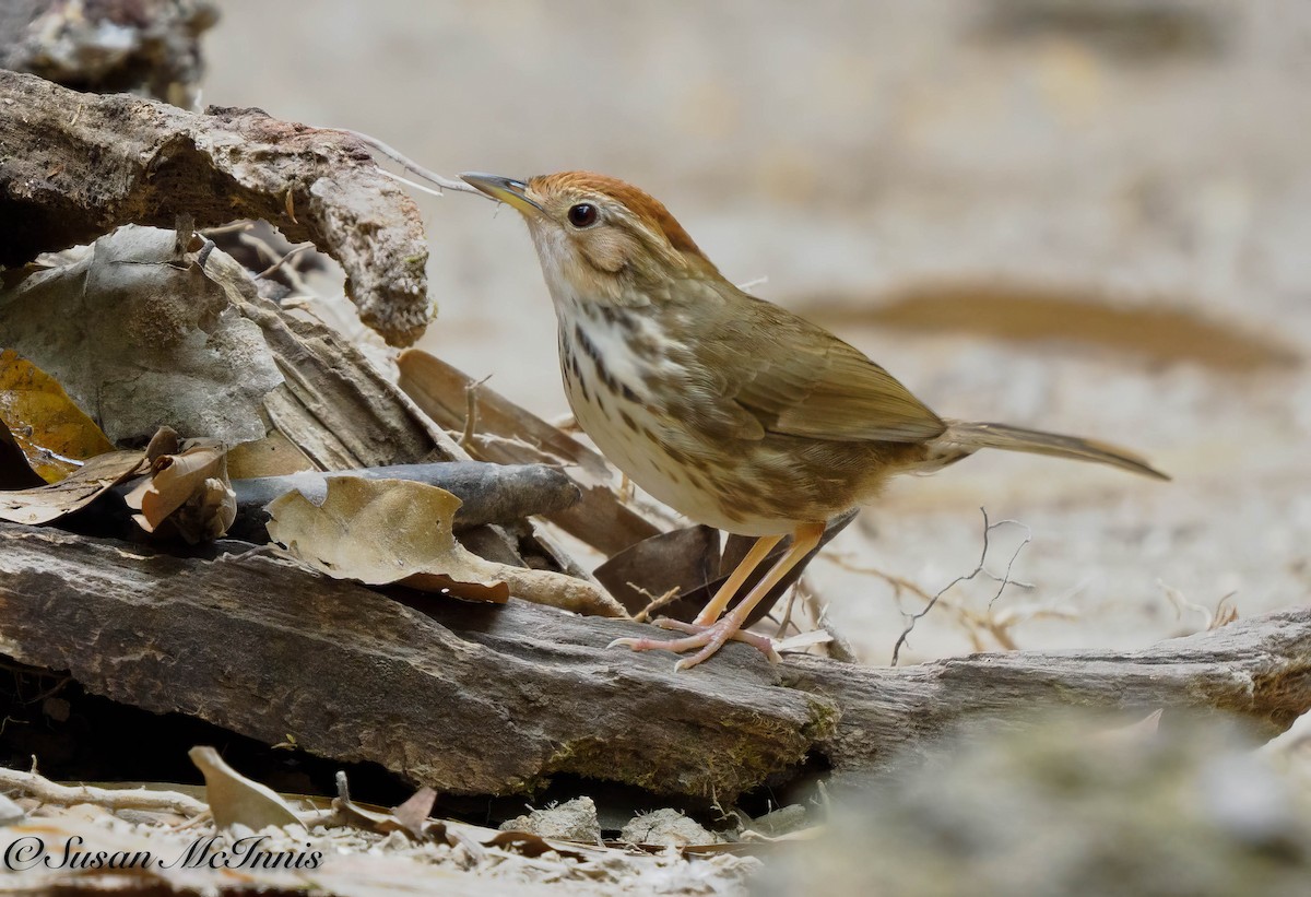 Puff-throated Babbler - Susan Mac