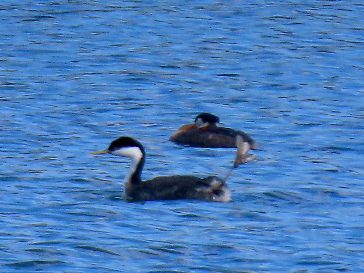 Western Grebe - ML618335738