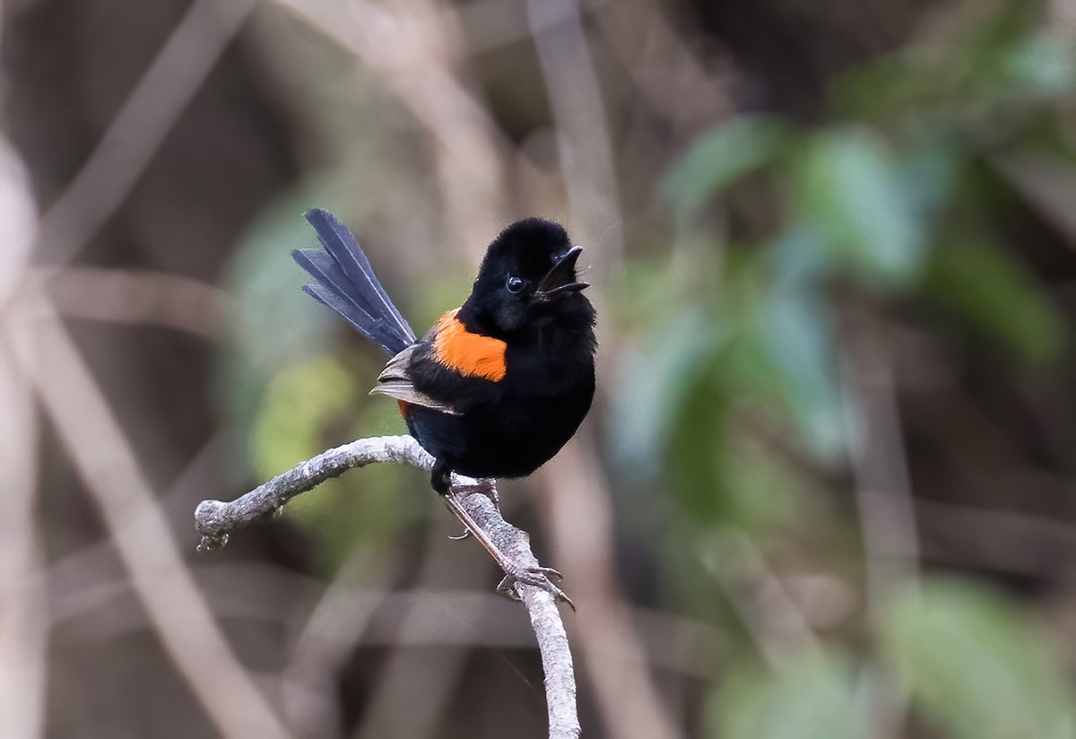 Red-backed Fairywren - Chris Barnes