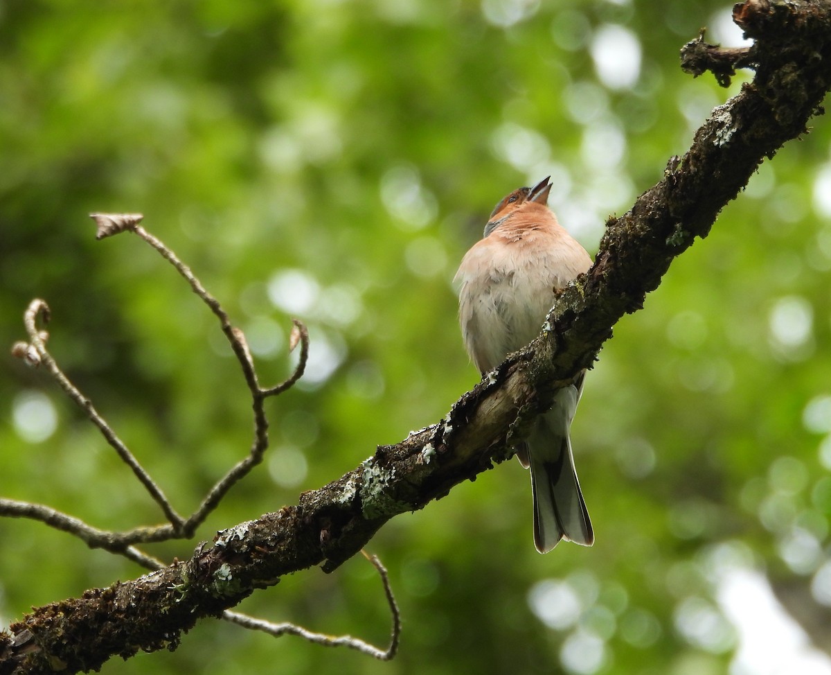 Common Chaffinch - ML618335764