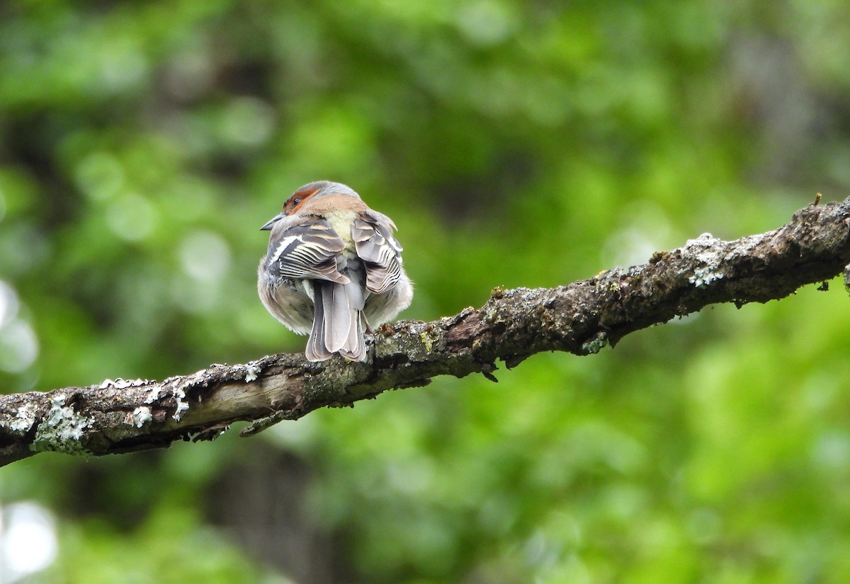 Common Chaffinch - ML618335769