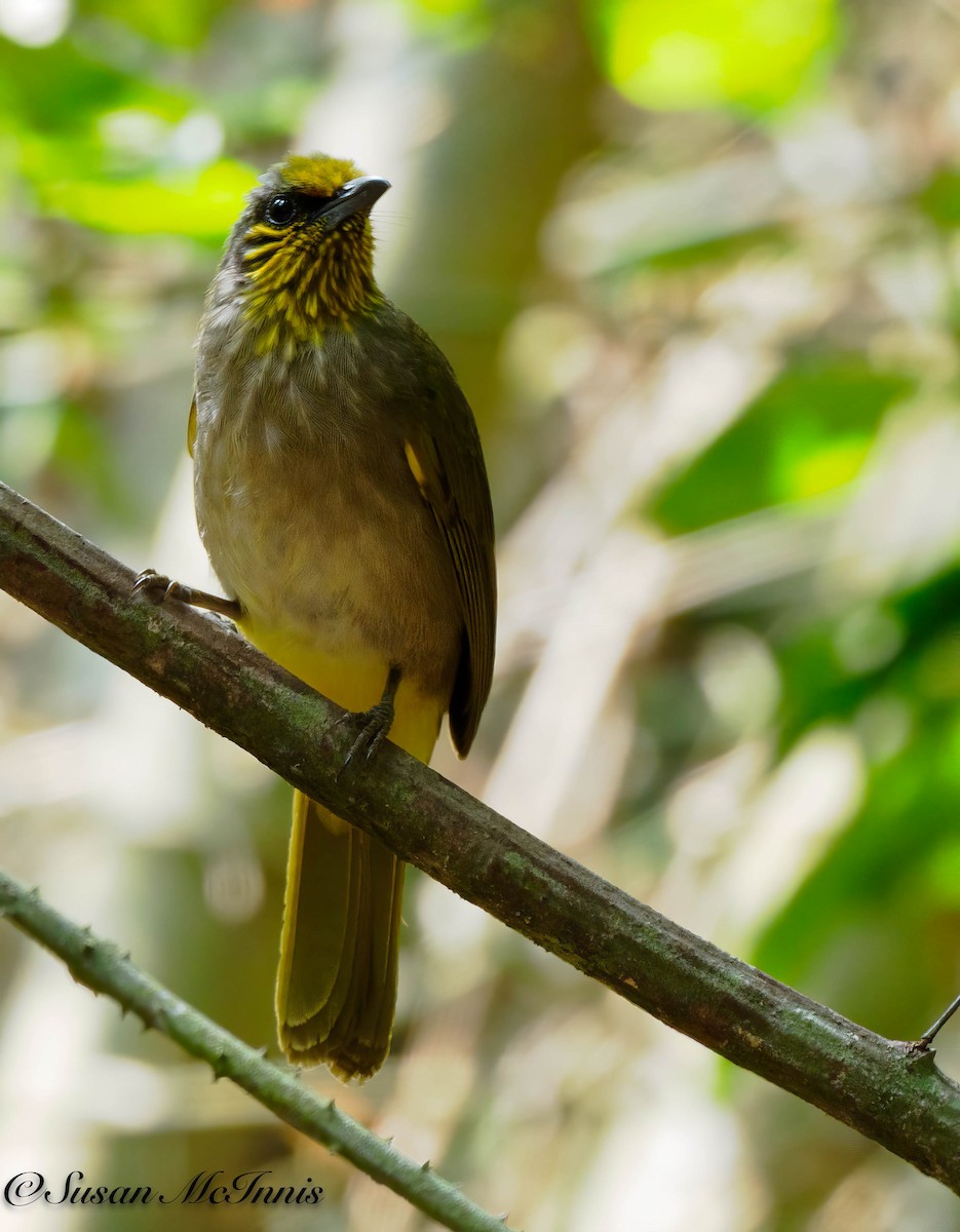 Stripe-throated Bulbul - Susan Mac