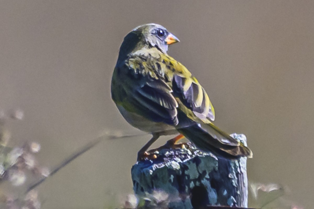 Great Pampa-Finch - Amed Hernández