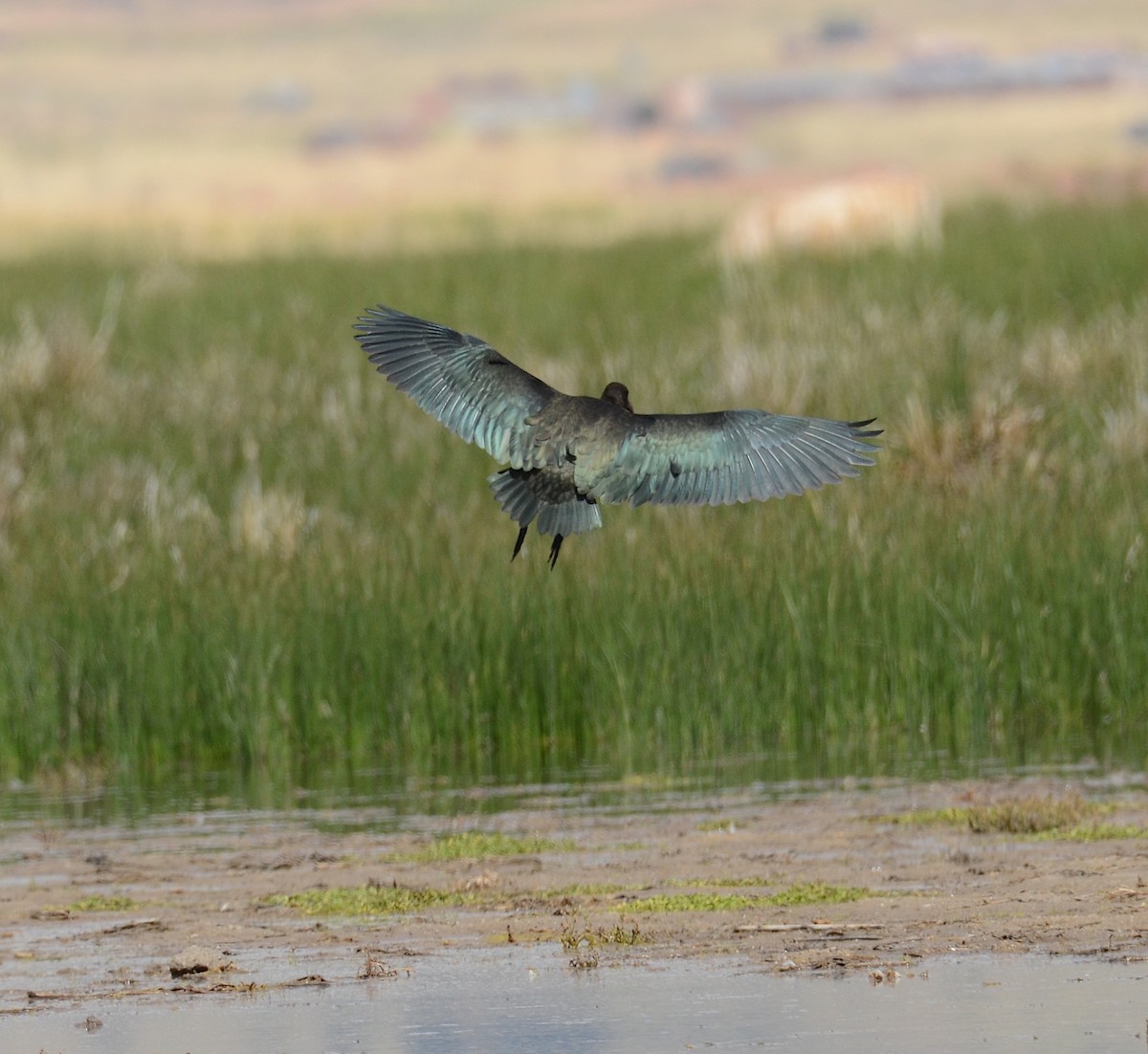 Puna Ibis - Andrew Mack