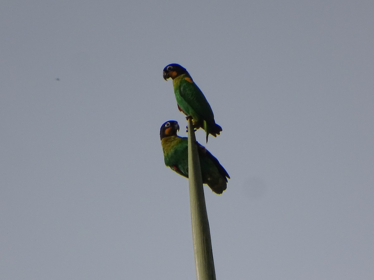 Orange-cheeked Parrot - ML618335869