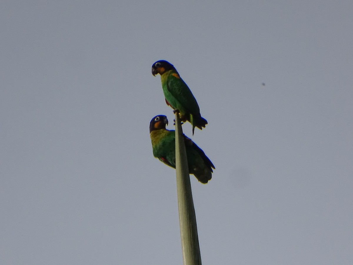 Orange-cheeked Parrot - ML618335872