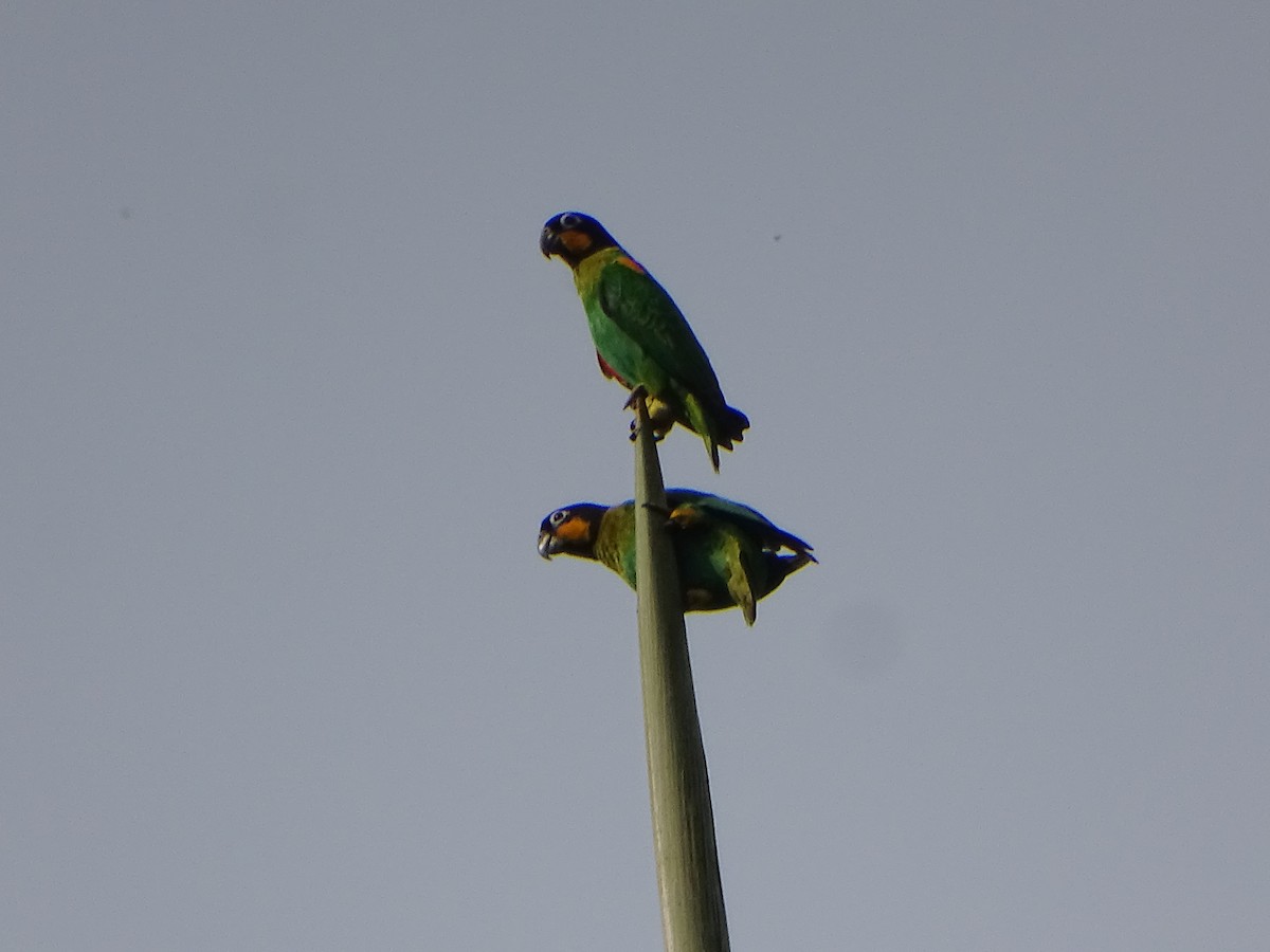 Orange-cheeked Parrot - ML618335873