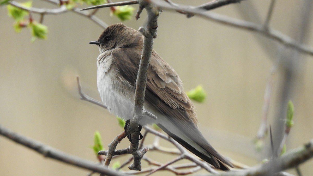 Northern Rough-winged Swallow - ML618335886