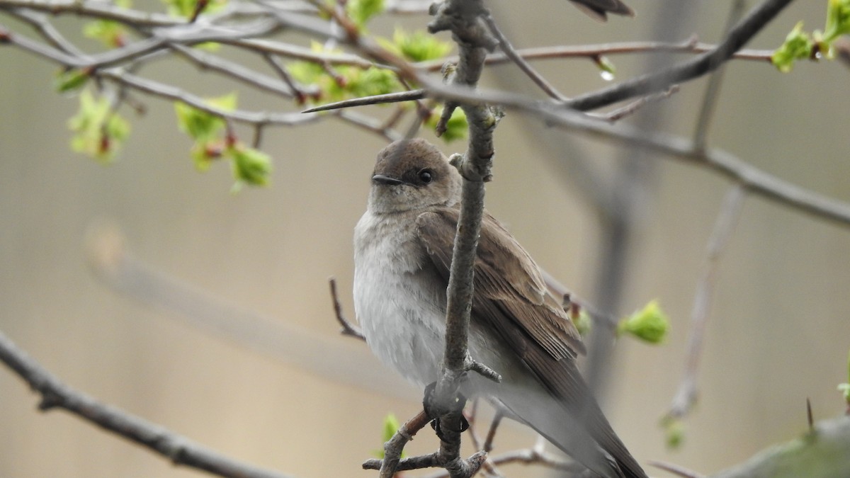 Northern Rough-winged Swallow - ML618335887