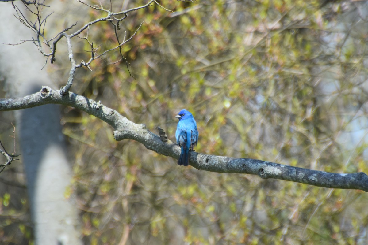 Indigo Bunting - ML618335924