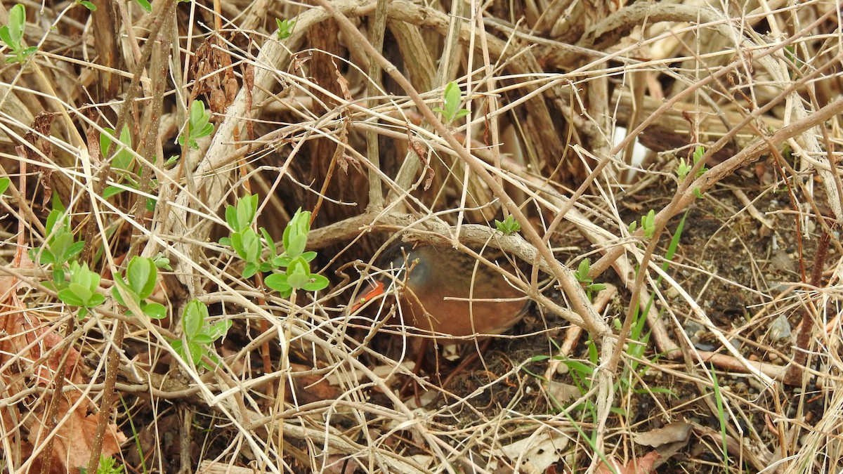 Virginia Rail - Rob Speirs