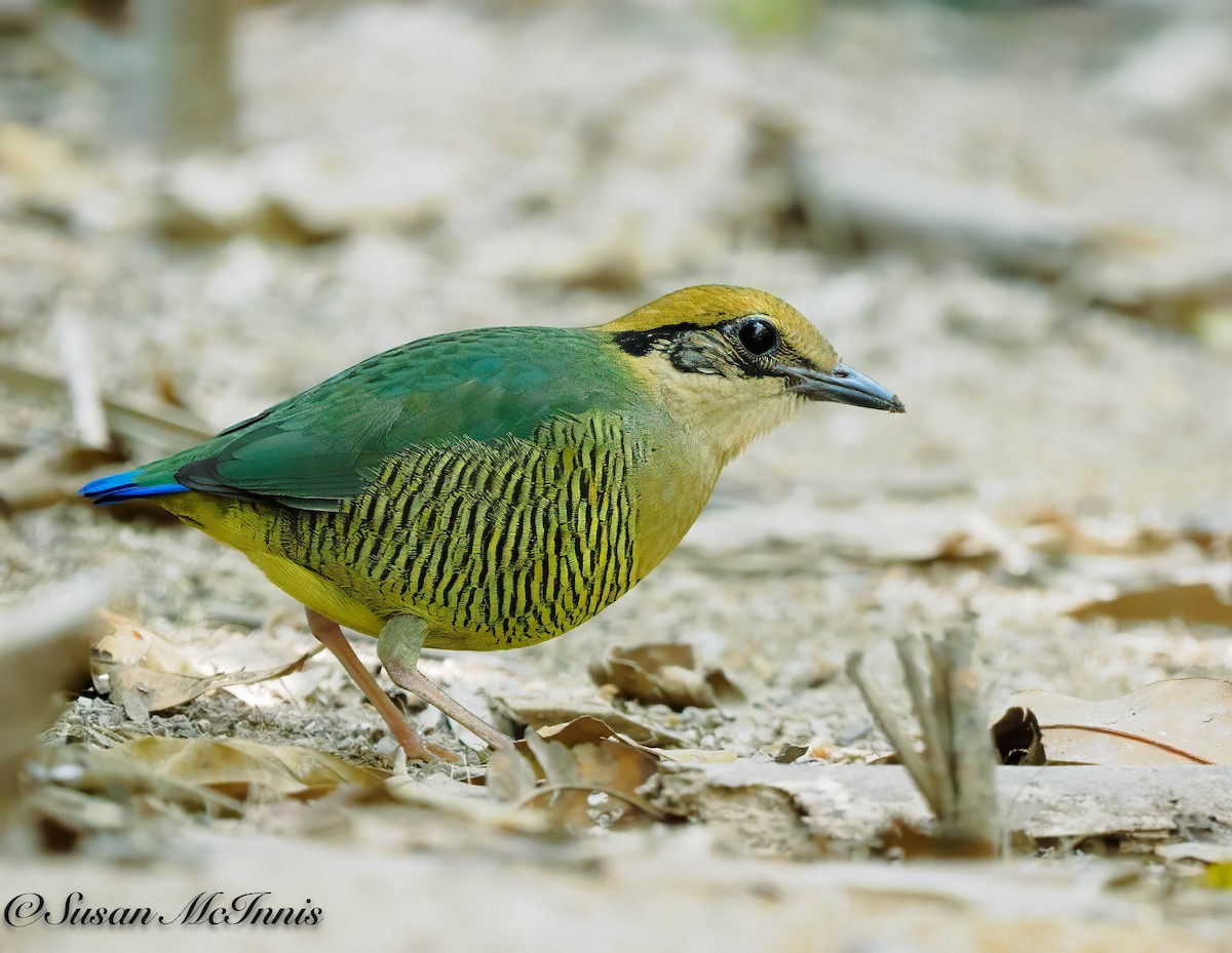 Bar-bellied Pitta - Susan Mac