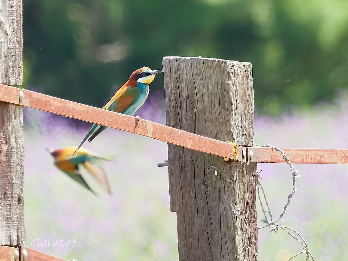 European Bee-eater - A. Galache