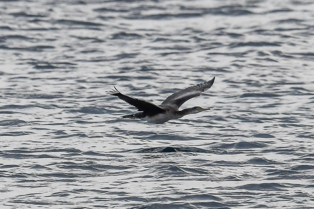 European Shag - Bill Asteriades