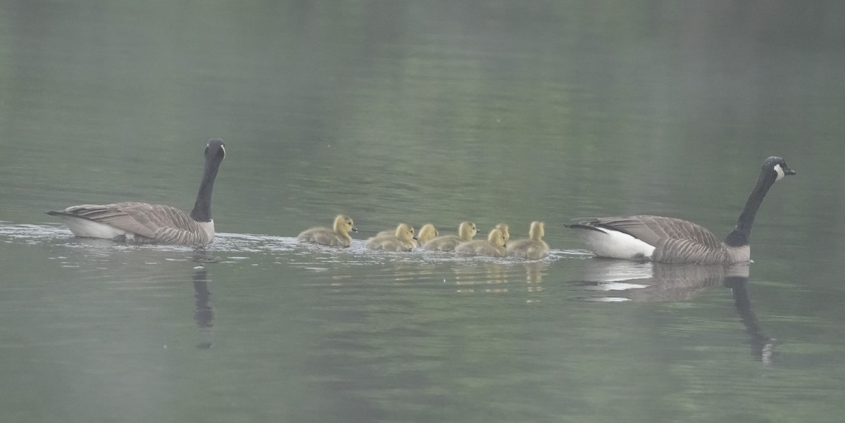 Canada Goose - Matt Myers